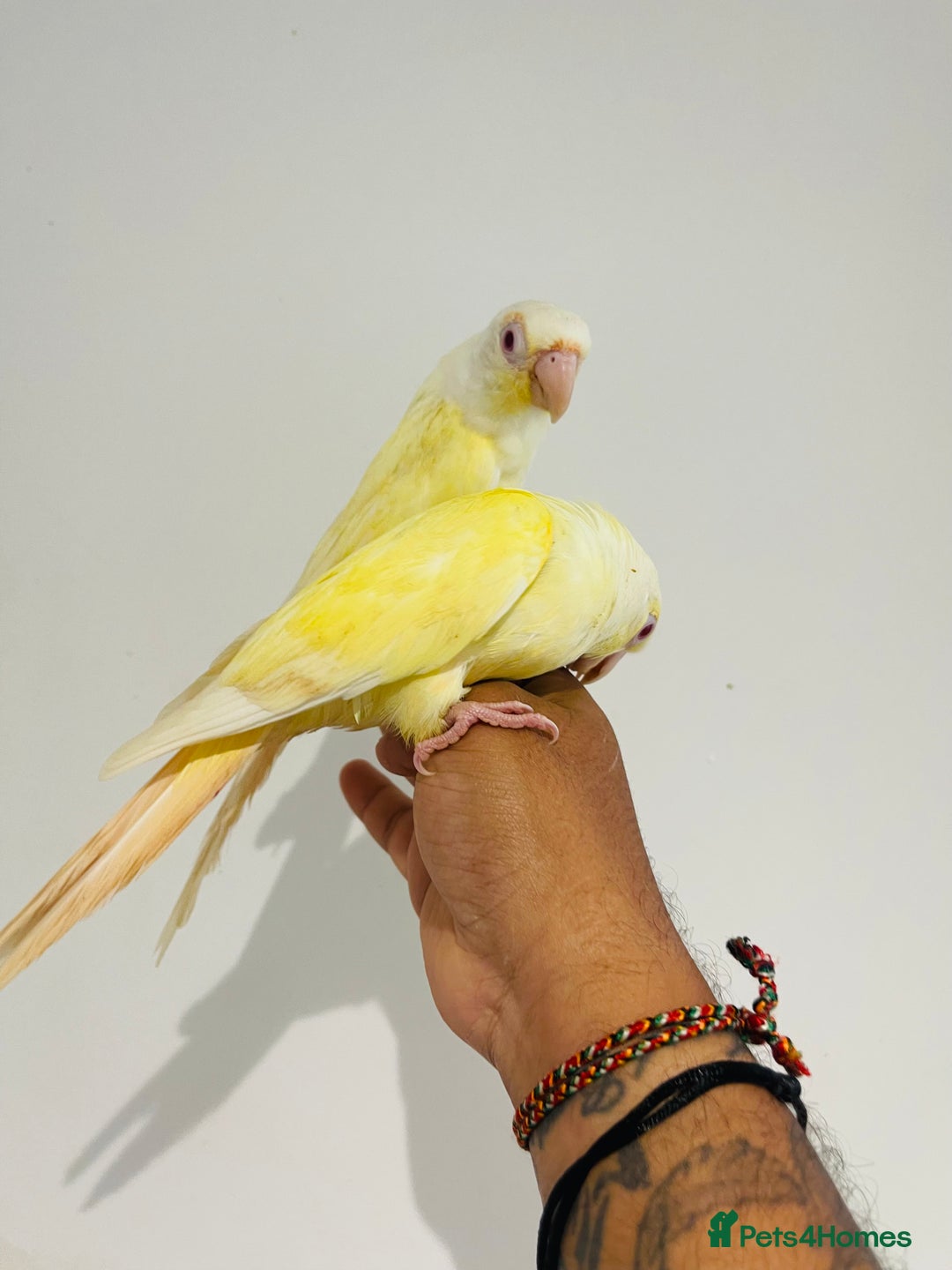 Conures birds for sale: Hand reared conures for sale - Image 7