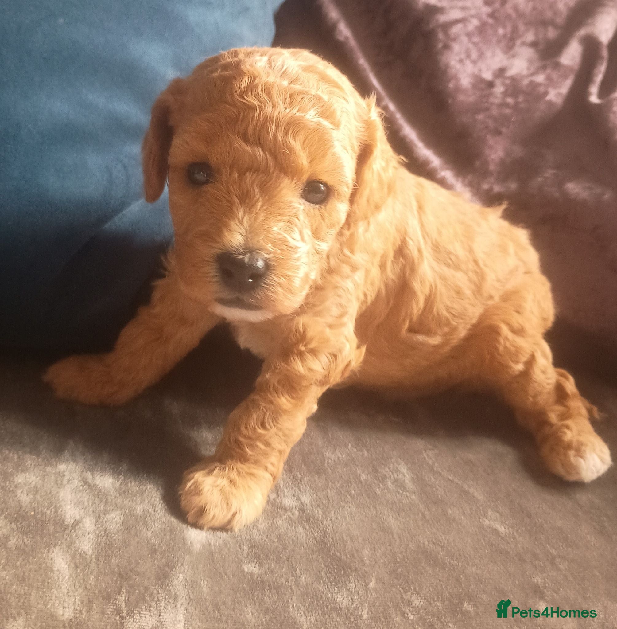 Cavapoo dogs F1BB Cavapoo pups - Advert 2