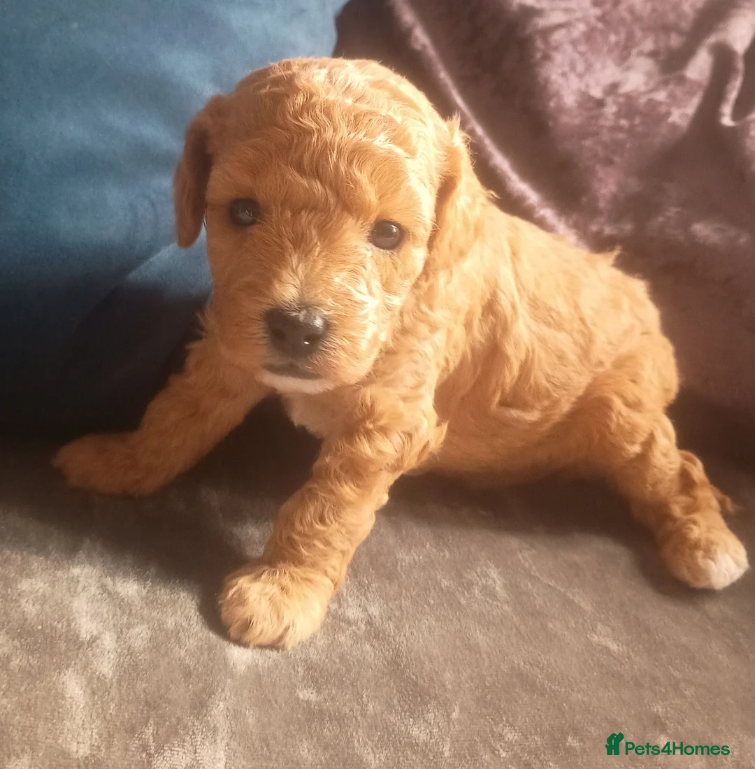 Cavapoo dogs for sale: F1BB Cavapoo pups - Advert 2