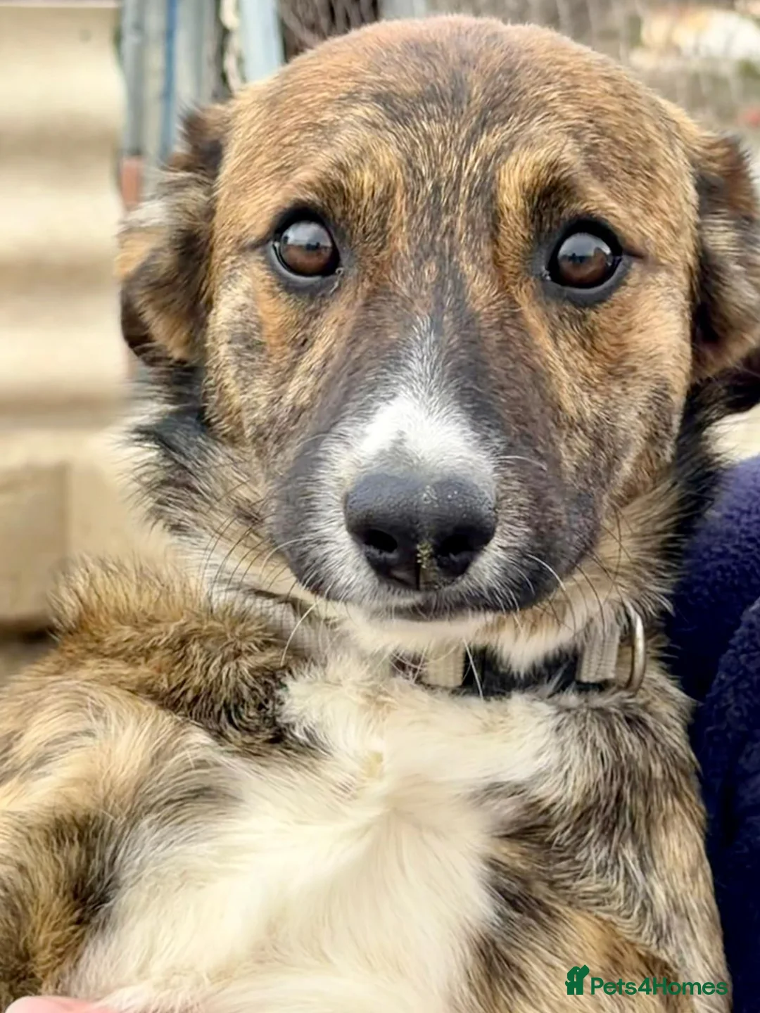 Mixed Breed dogs for adoption: Sonny - A gentle loving pup in Weymouth - Advert 1