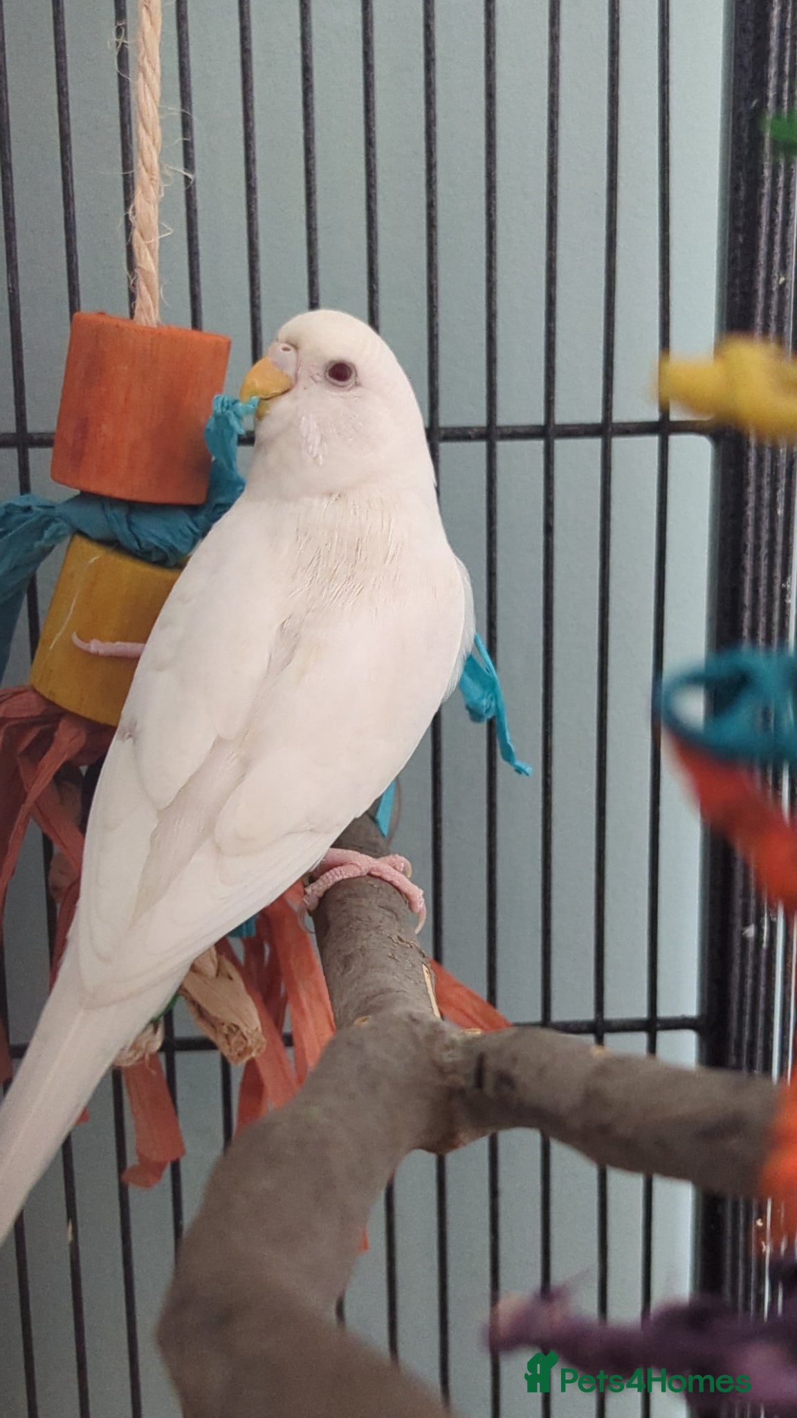 Budgerigars birds for sale: White budgie  - Advert 3