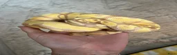 Python Snake reptiles for sale: Male Banana Python  - Advert 5