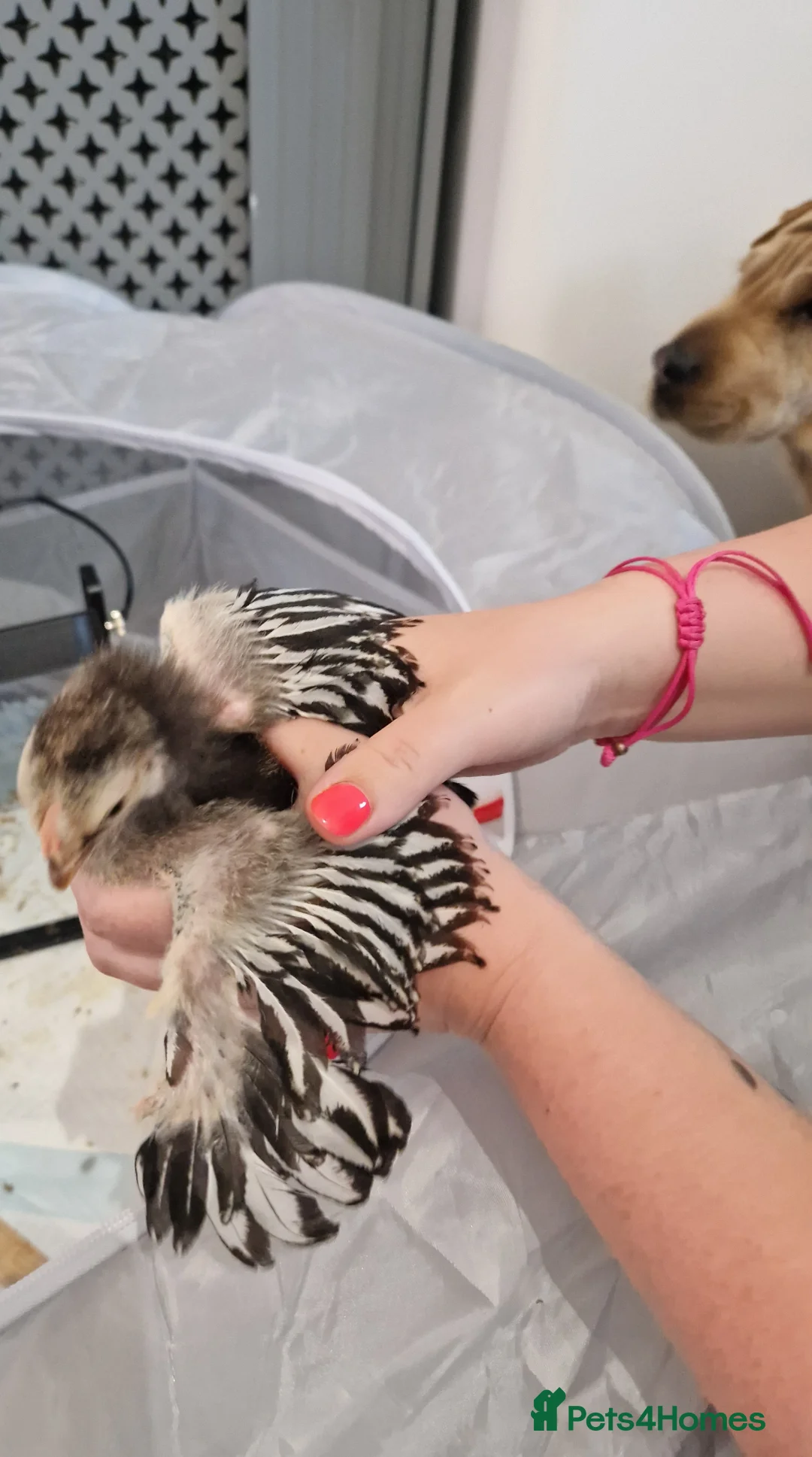 Chickens poultry for sale: Silver laced wyandotte bantam chicks - Advert 2
