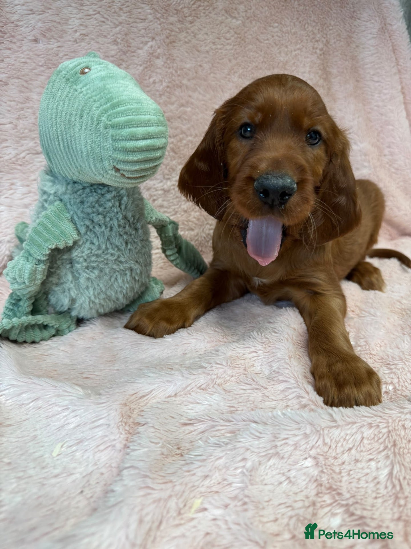 Irish Setter dogs Gorgeous Irish Setter Pups - 1 Boys available KC - Advert 1