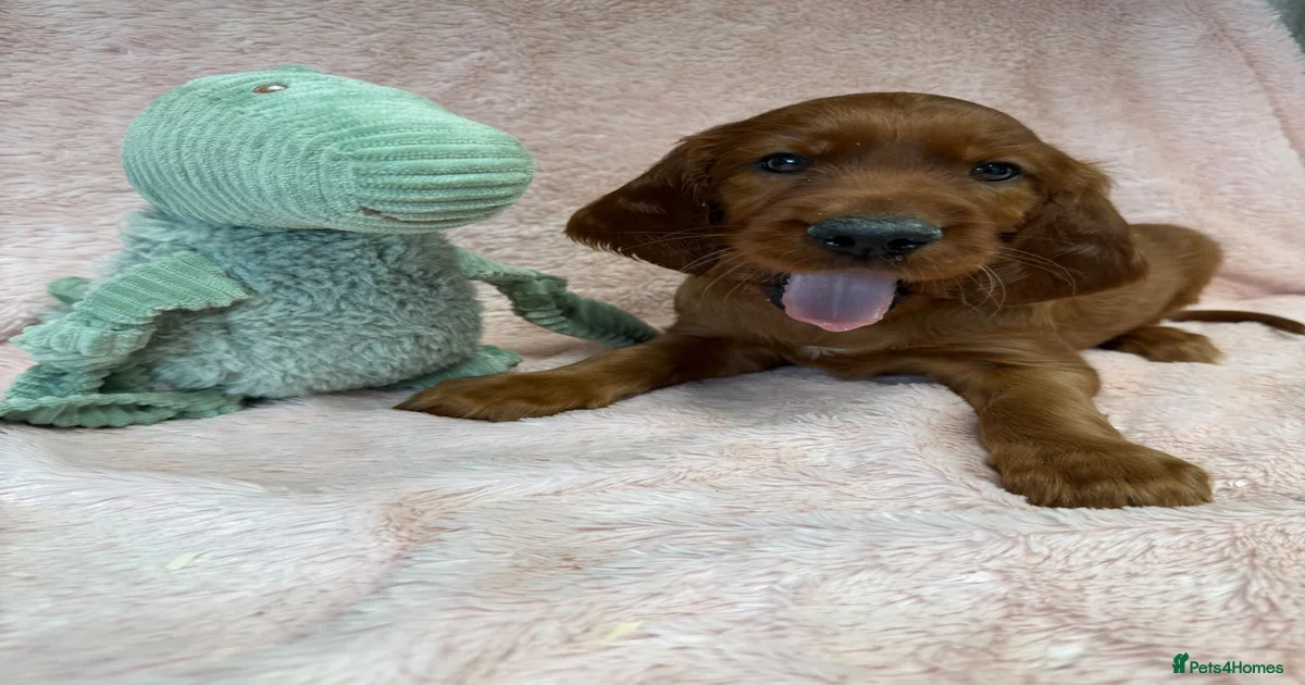 Red setter Puppies for sale | Pets4Homes