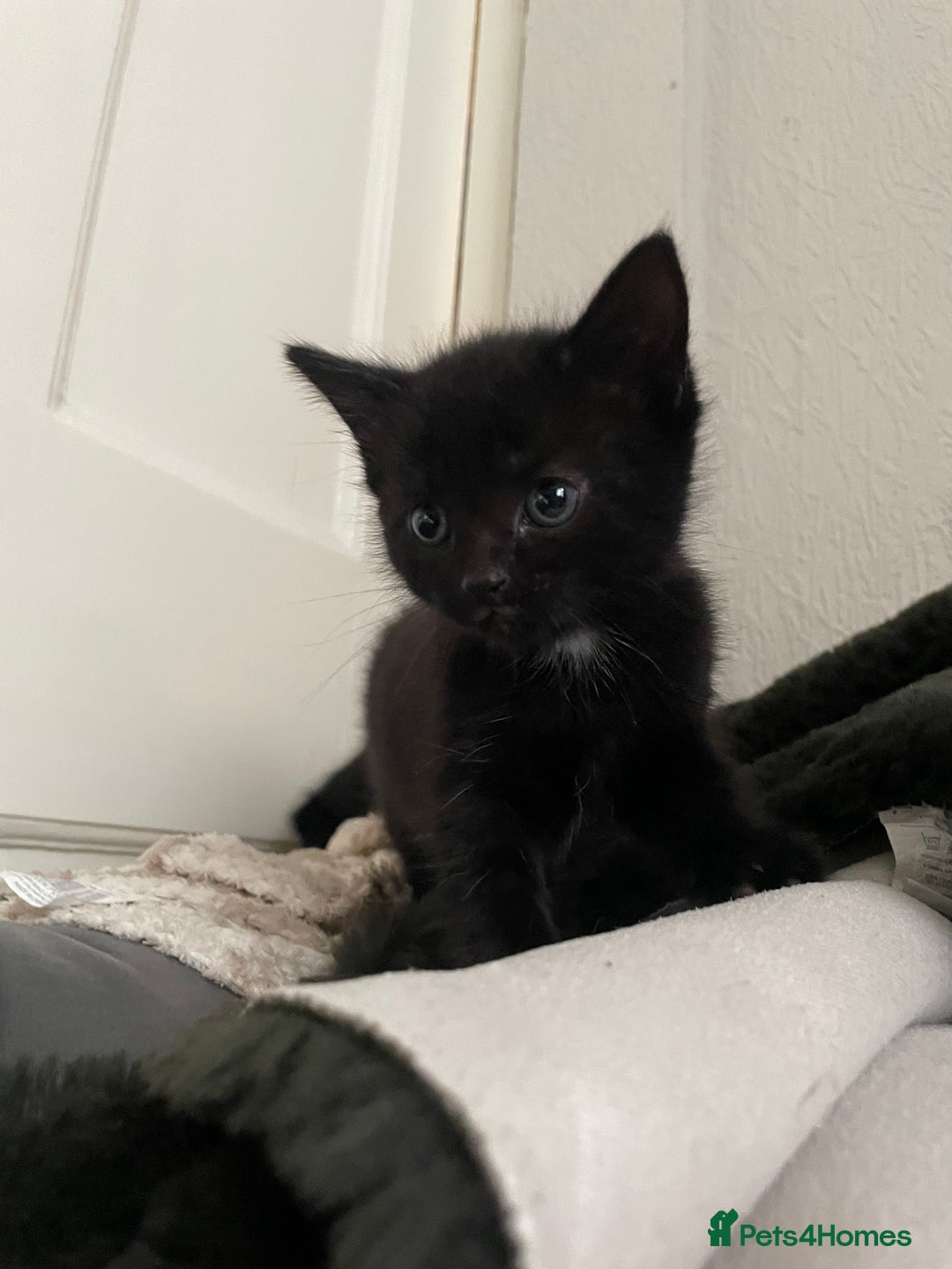 British Longhair cats for sale: Honey’s Kittens!  - Image 16
