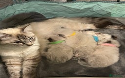 Ragdoll cats for sale: Absolutely stunning Ragdoll kittens for sale - Image 8