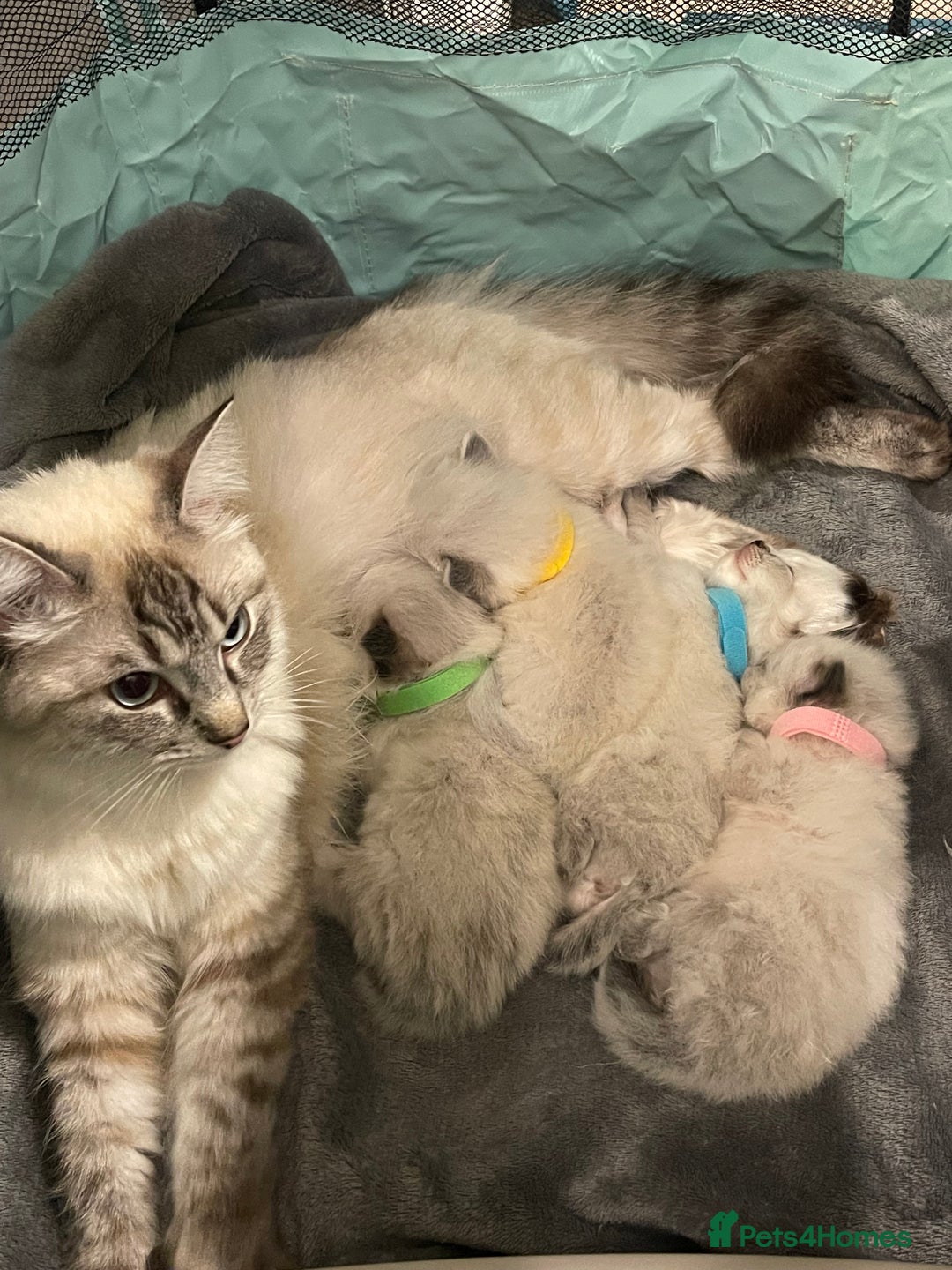 Ragdoll cats for sale: Absolutely stunning Ragdoll kittens for sale - Image 8
