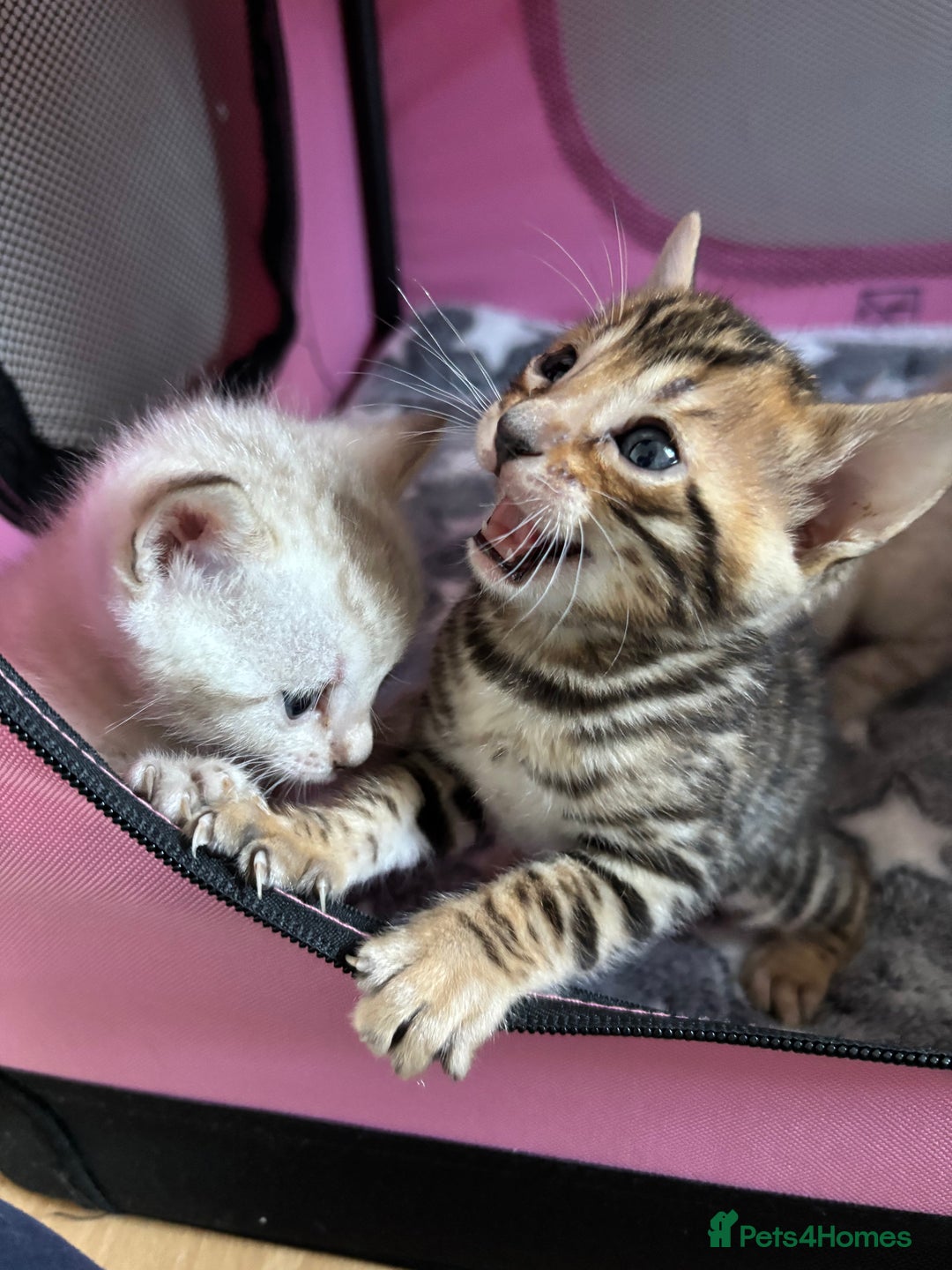 Bengal cats for sale: Supreme Grand Champion TICA bengal kittens  - Image 10