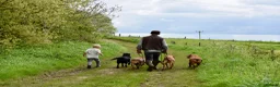 Labrador Retriever dogs for sale: Beautiful Yellow and Black KC Puppys - Advert 11