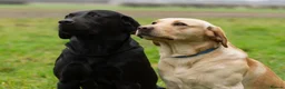 Labrador Retriever dogs for sale: READY TO LEAVE! 1 Black bitch 1 yellow dog left - Advert 18