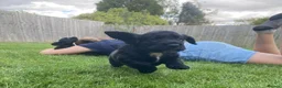 Cocker Spaniel dogs for sale: 1 boy remaining - Advert 5