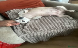Mixed Breed dogs for sale: 3 young male puppies - Image 2