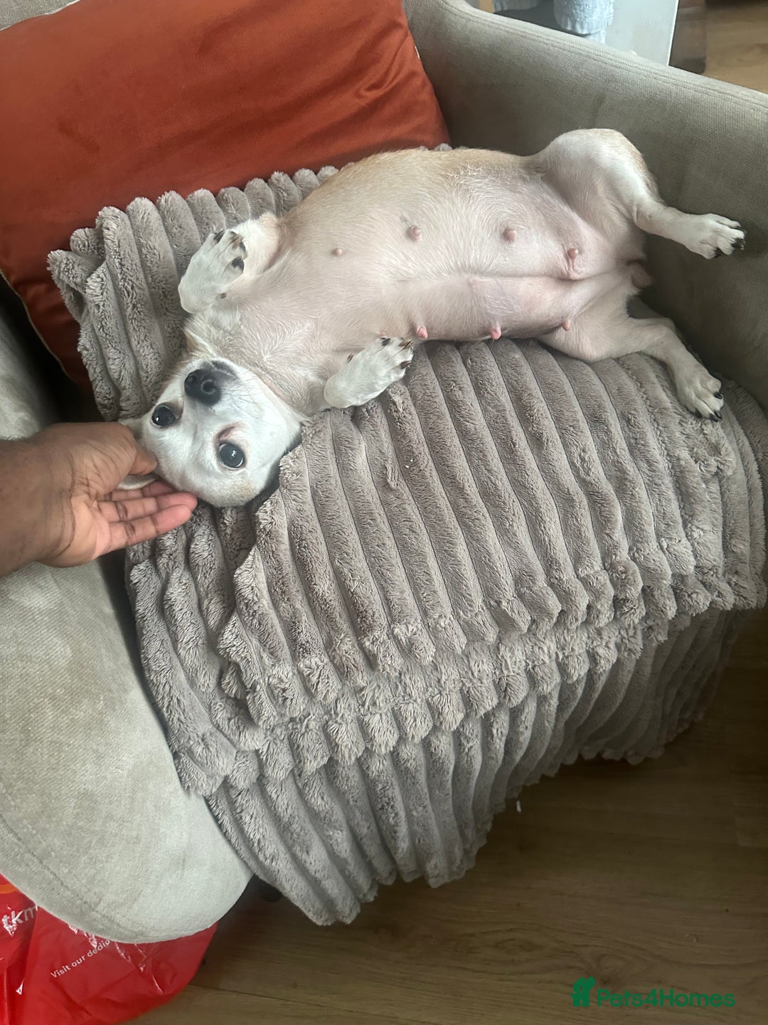 Mixed Breed dogs for sale: 3 young male puppies - Image 2