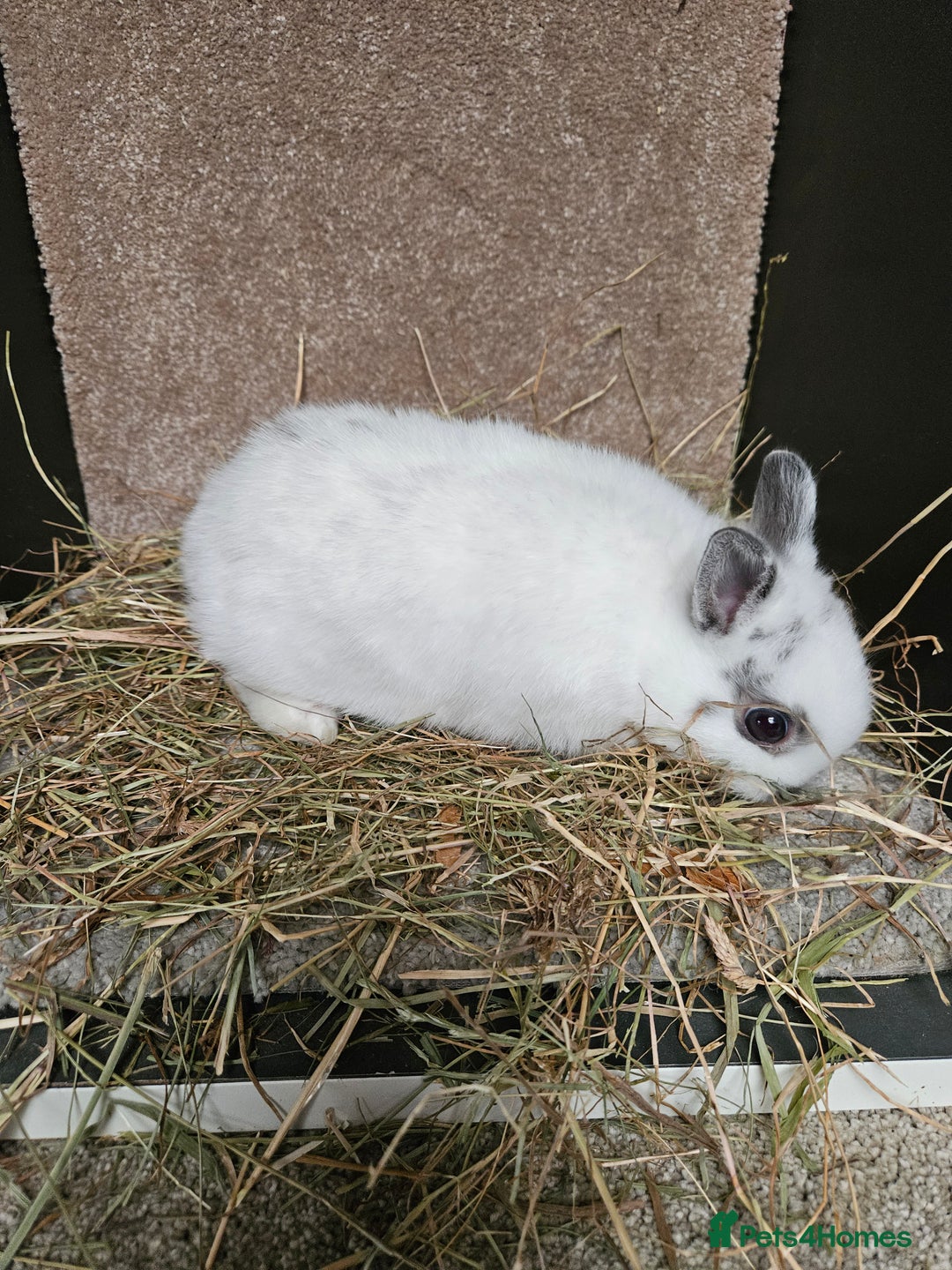 Netherland Dwarf rabbits for sale: Pure Bred Netherland Dwarfs Bucks  - Advert 2