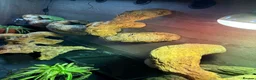 Iguana reptiles for sale: Green iguana 11 months old plus set up - Advert 17