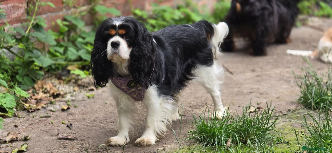 Cavalier King Charles Spaniel dogs for sale: Stunning cavalier king Charles spaniel puppy - Advert 10