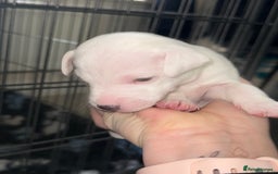 Parson Russell dogs for sale: 3 Male Parson Jack Russell’s for sale  - Image 8