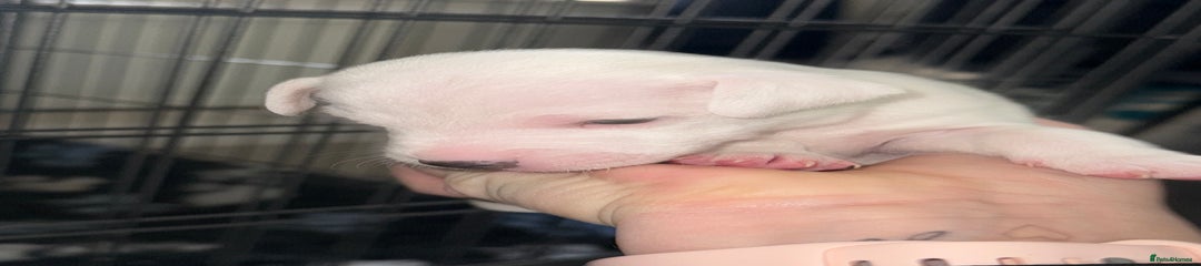 Parson Russell Puppy 2