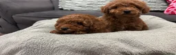 Toy Poodle dogs for sale: 🐾 Stunning Red Toy Poodle Puppies   - Advert 3