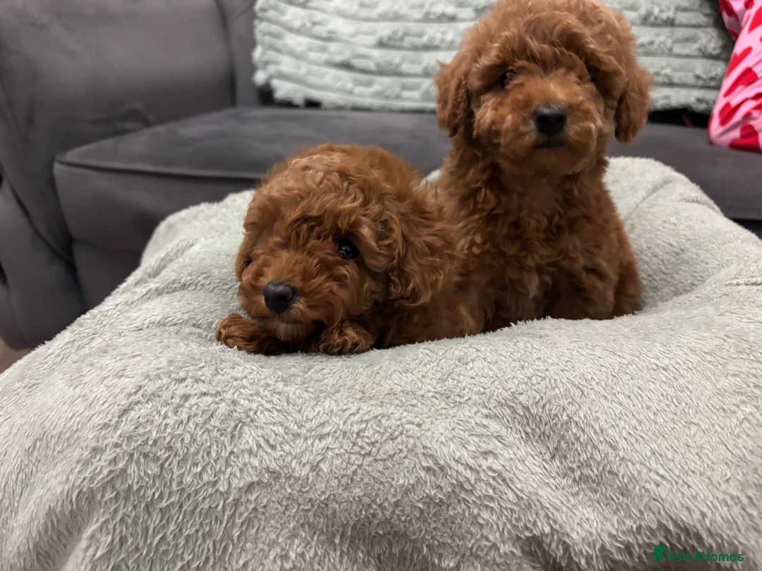 Toy Poodle dogs for sale: 🐾 Stunning Red Toy Poodle Puppies   - Advert 3
