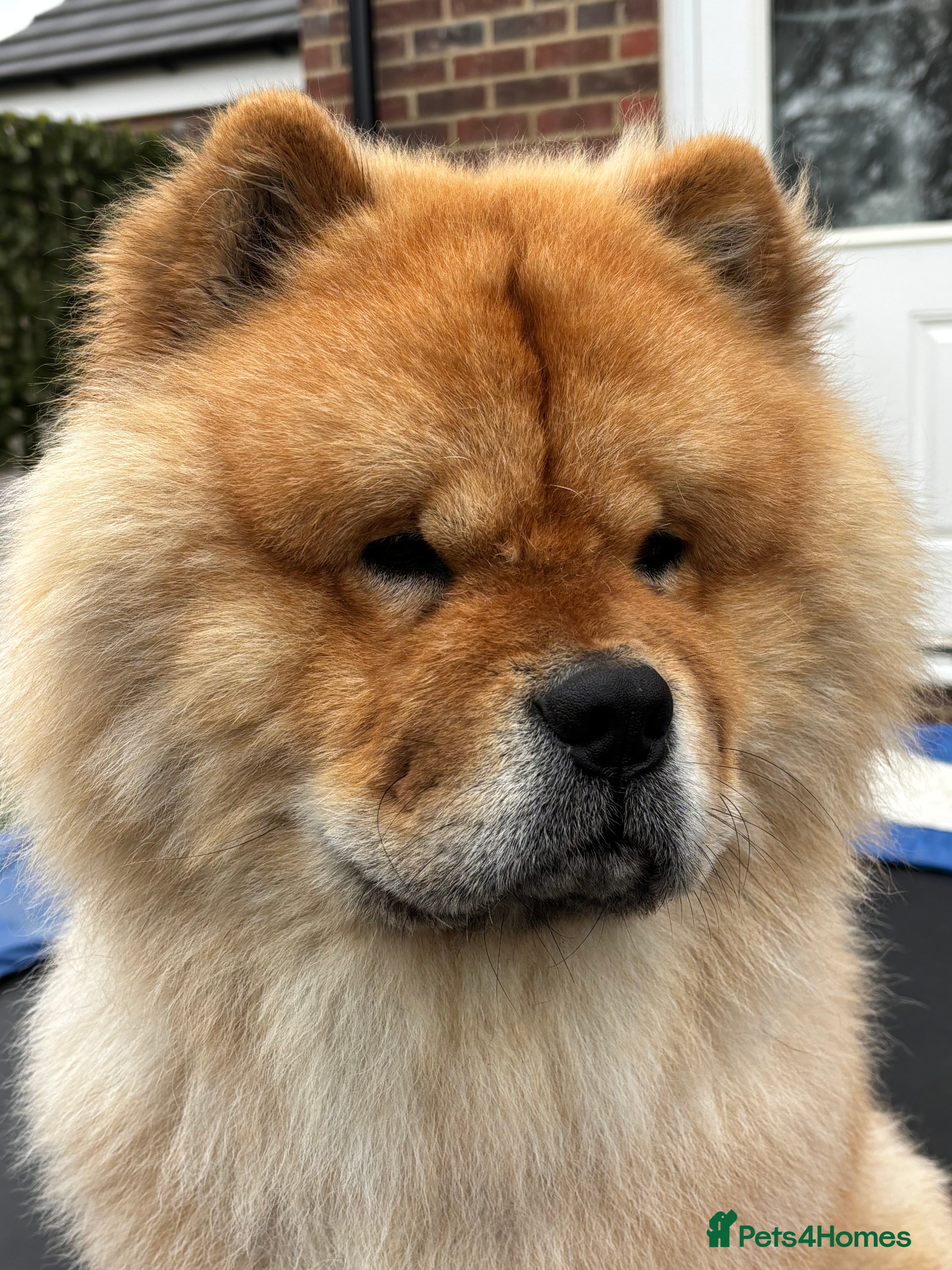 Chow Chow dogs KC Fawn Chow Chow for stud near Durham  - Advert 13