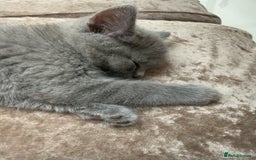 British Shorthair cats for sale: British Blue Shorthair  - Image 7