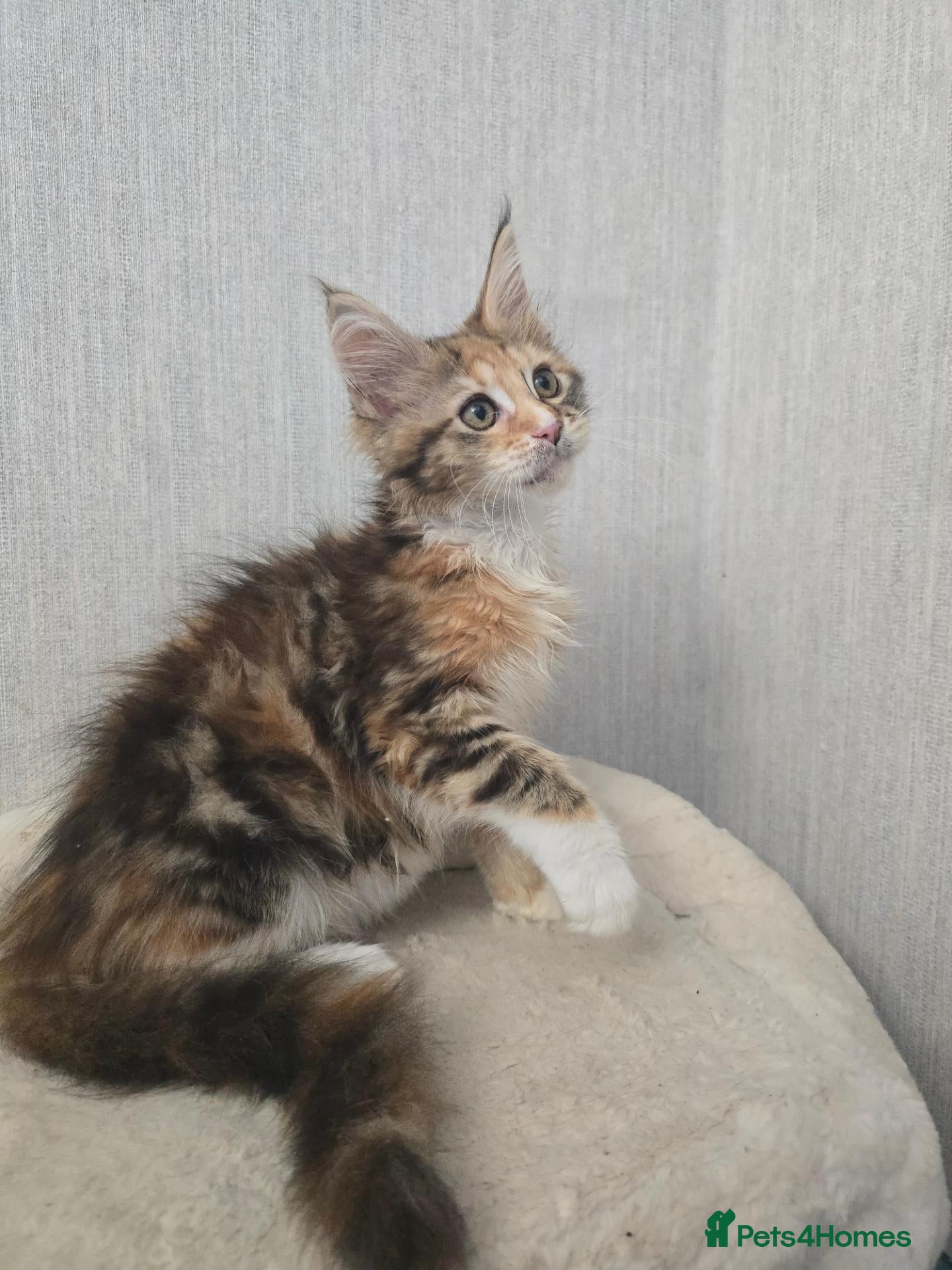 Maine Coon cats Calico Maine Coon Kitten READY NOW - Advert 2