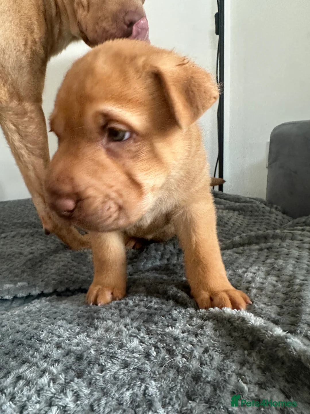 Mixed Breed dogs for sale: VALENTINE BABIES 3 LEFT bull x sharpei  - Advert 5