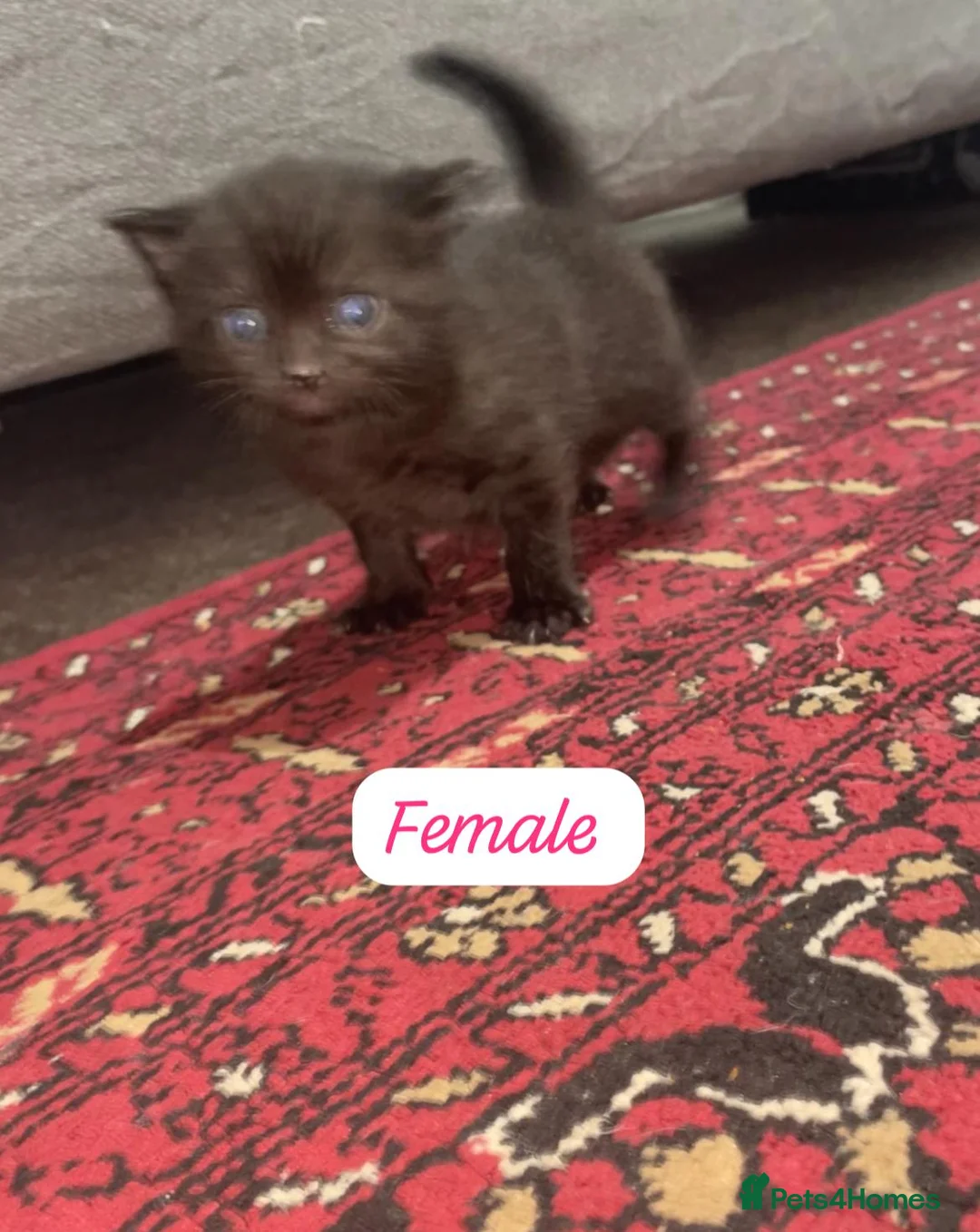 Mixed Breed cats for sale: Beautiful Black & White Cat with Yellow Eyes  - Advert 1