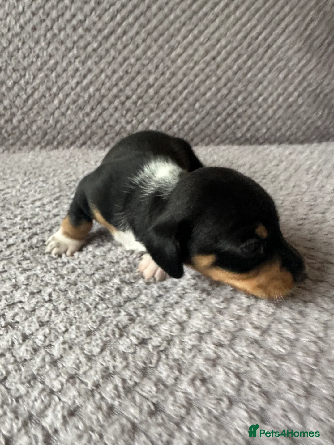 Dachshund dogs for sale: Beautiful litter of 3 KC Reg - Advert 15
