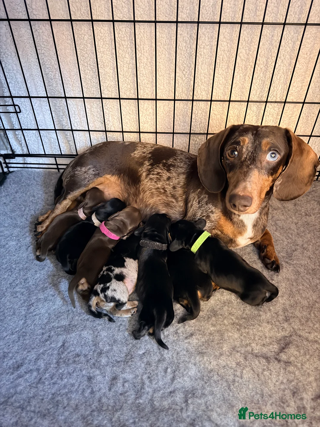 Miniature Dachshund dogs for sale: 💜🎀 FINAL GIRL REDUCED!!! 🎀💜 - Advert 11
