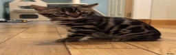 Bengal cats for sale: Stunning pedigree Bengal kitten only one left  - Advert 6
