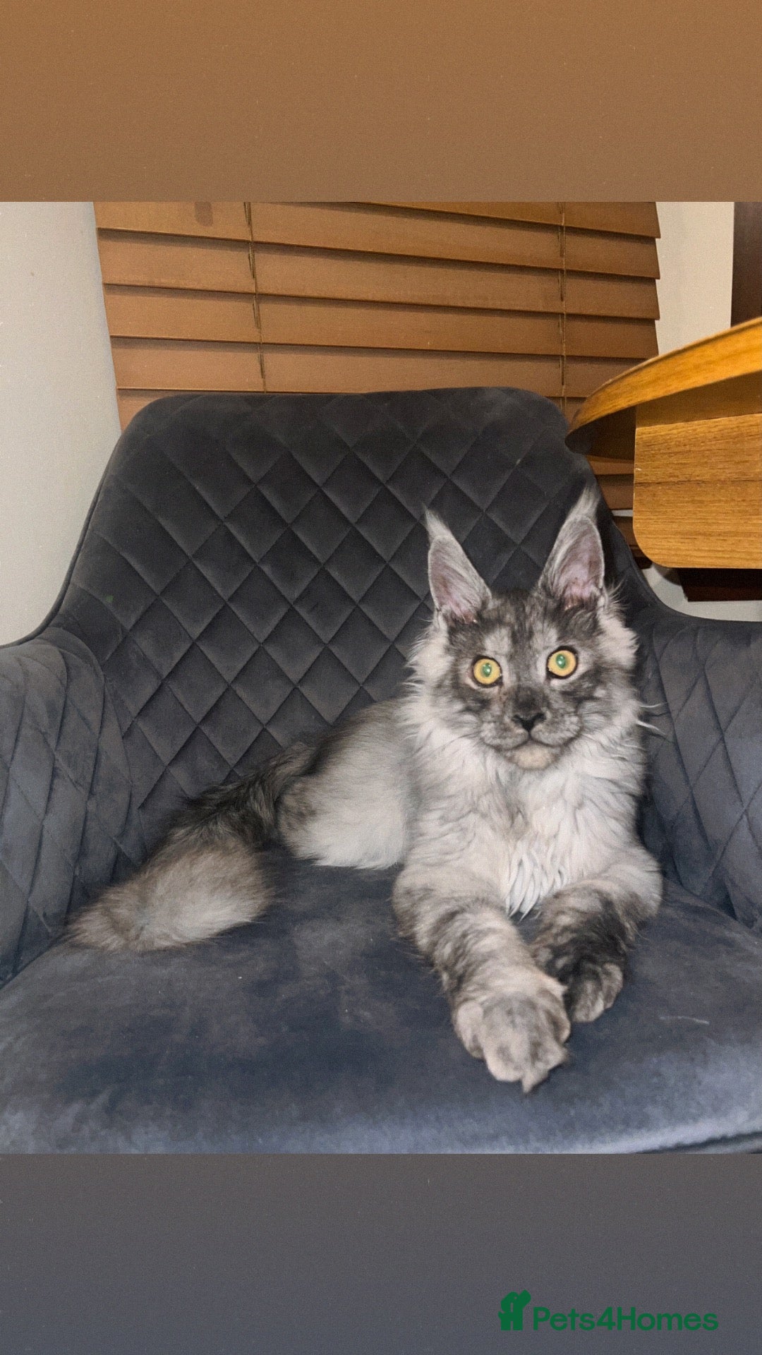 Maine Coon cats TICA REGISTERED Maine coon kitten ready now - Advert 9