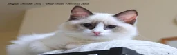 Ragdoll cats for sale: Quality GCCF Reg Ragdoll Kittens Ready Now - Advert 7