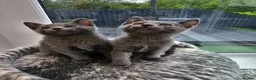 Russian Blue cats for sale: GCCF Registered Russian Blue Kittens in Tredegar - Advert 4