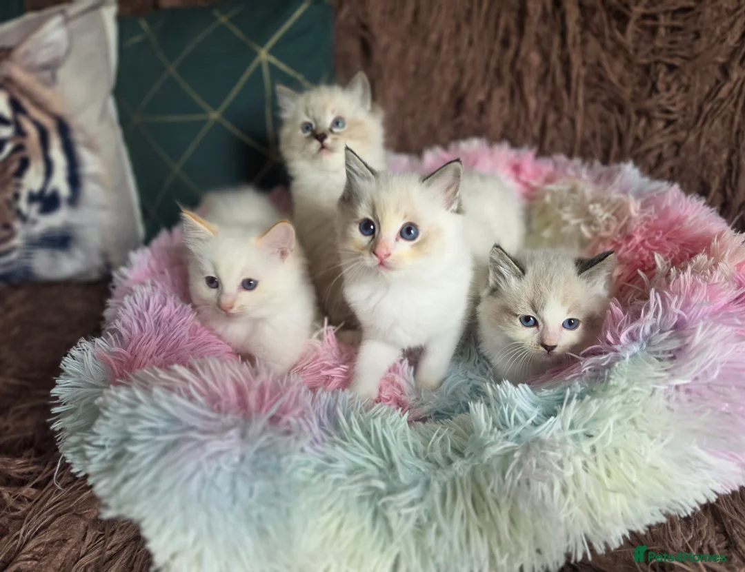 Ragdoll cats for sale: GCCF Registered Gorgeous Kittens  - Advert 2
