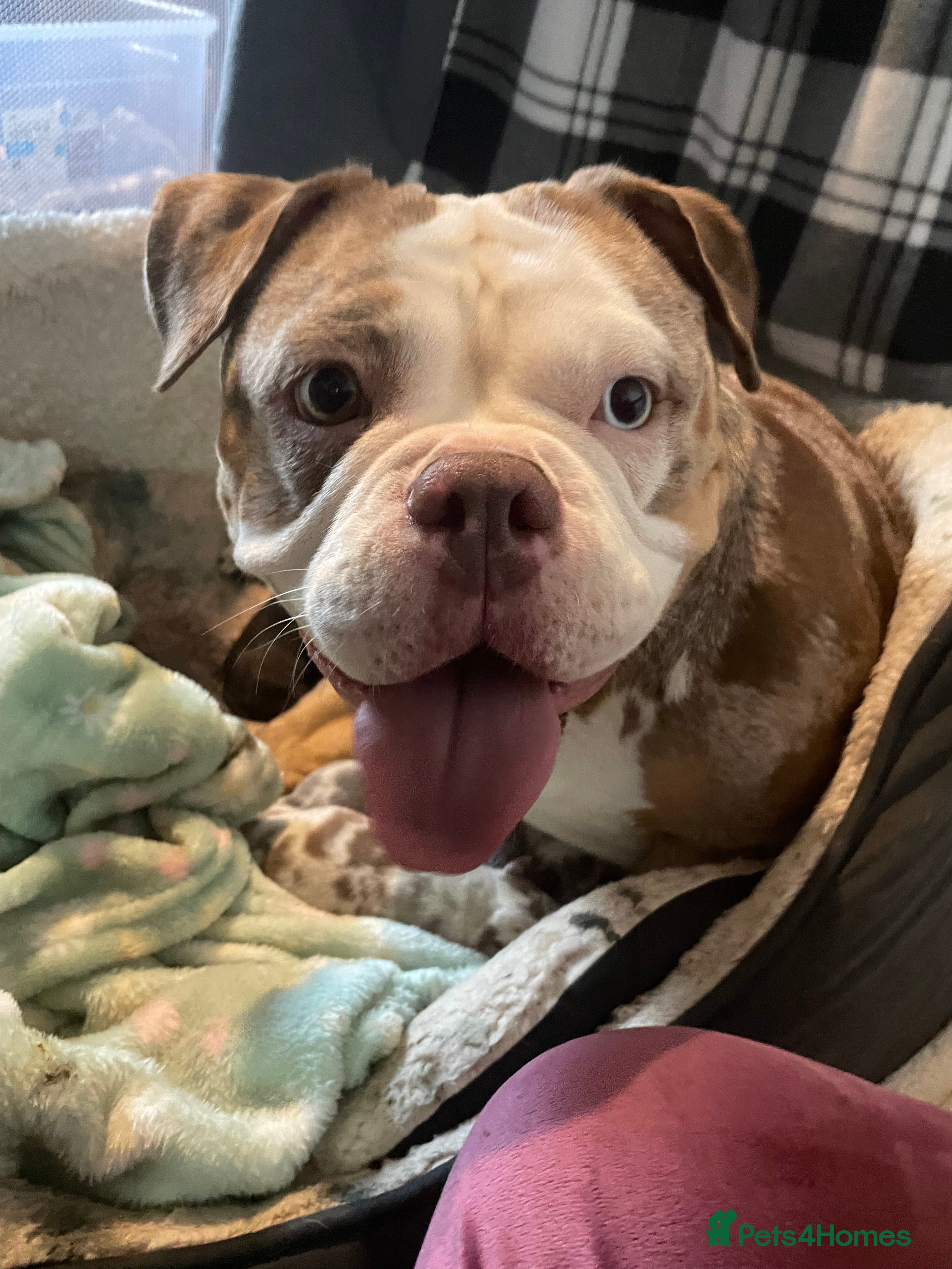 American Bully dogs American Pocket bully’s puppies  - Advert 2