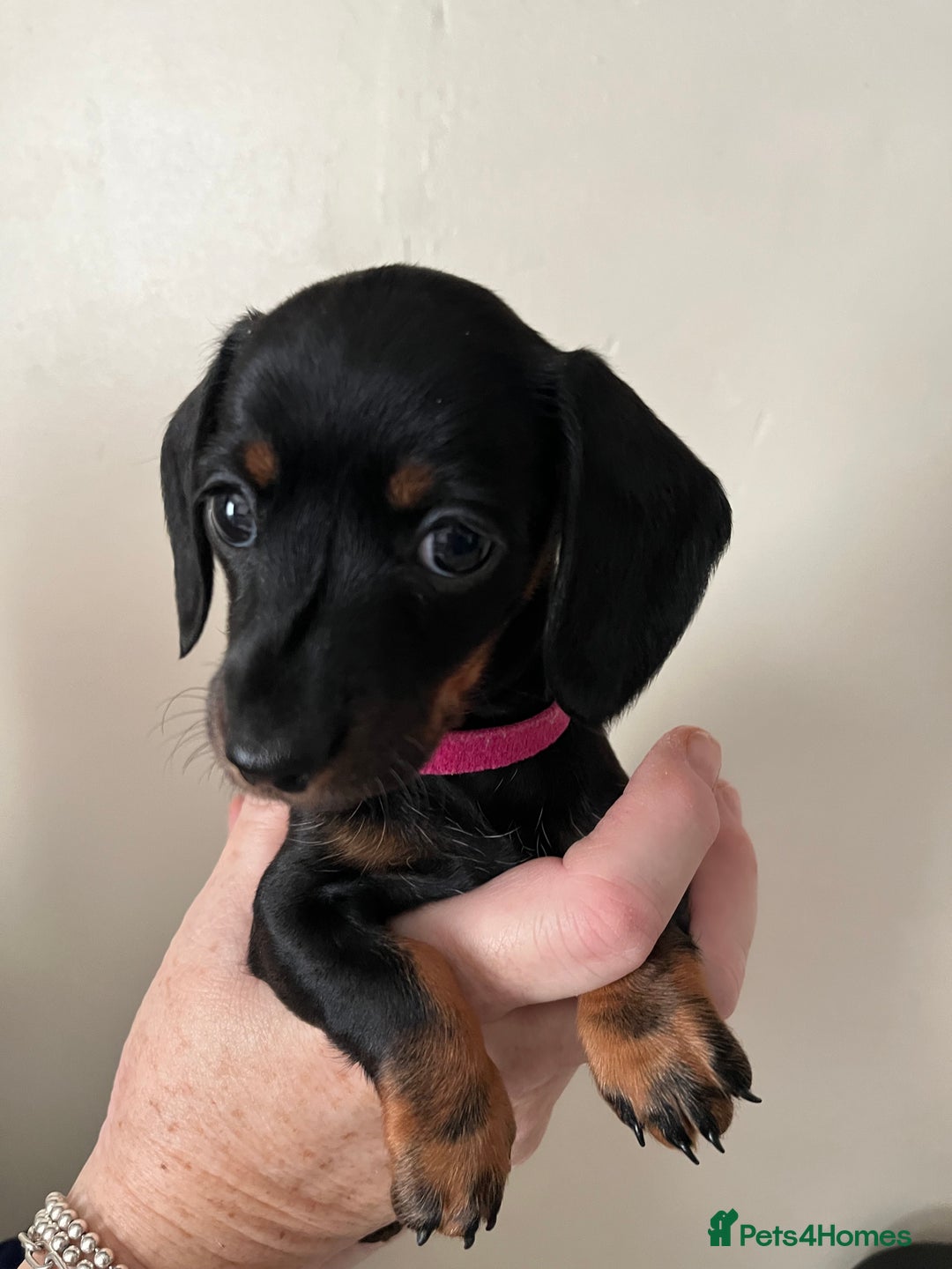 Dachshund dogs for sale: Miniature Dachshund Pups  - Advert 14