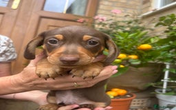 Miniature Dachshund dogs for sale: Quality KC reg, PRA clear miniature dachshunds! - Image 2