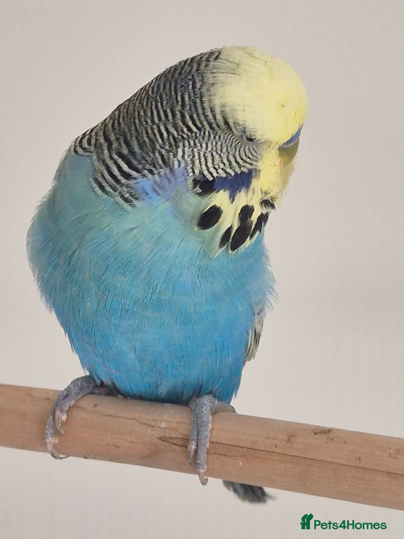 Budgerigars birds Male sky Blue yellow face tamed - Advert 1