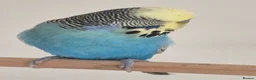 Budgerigars birds for sale: Male sky Blue yellow face tamed - Advert 4