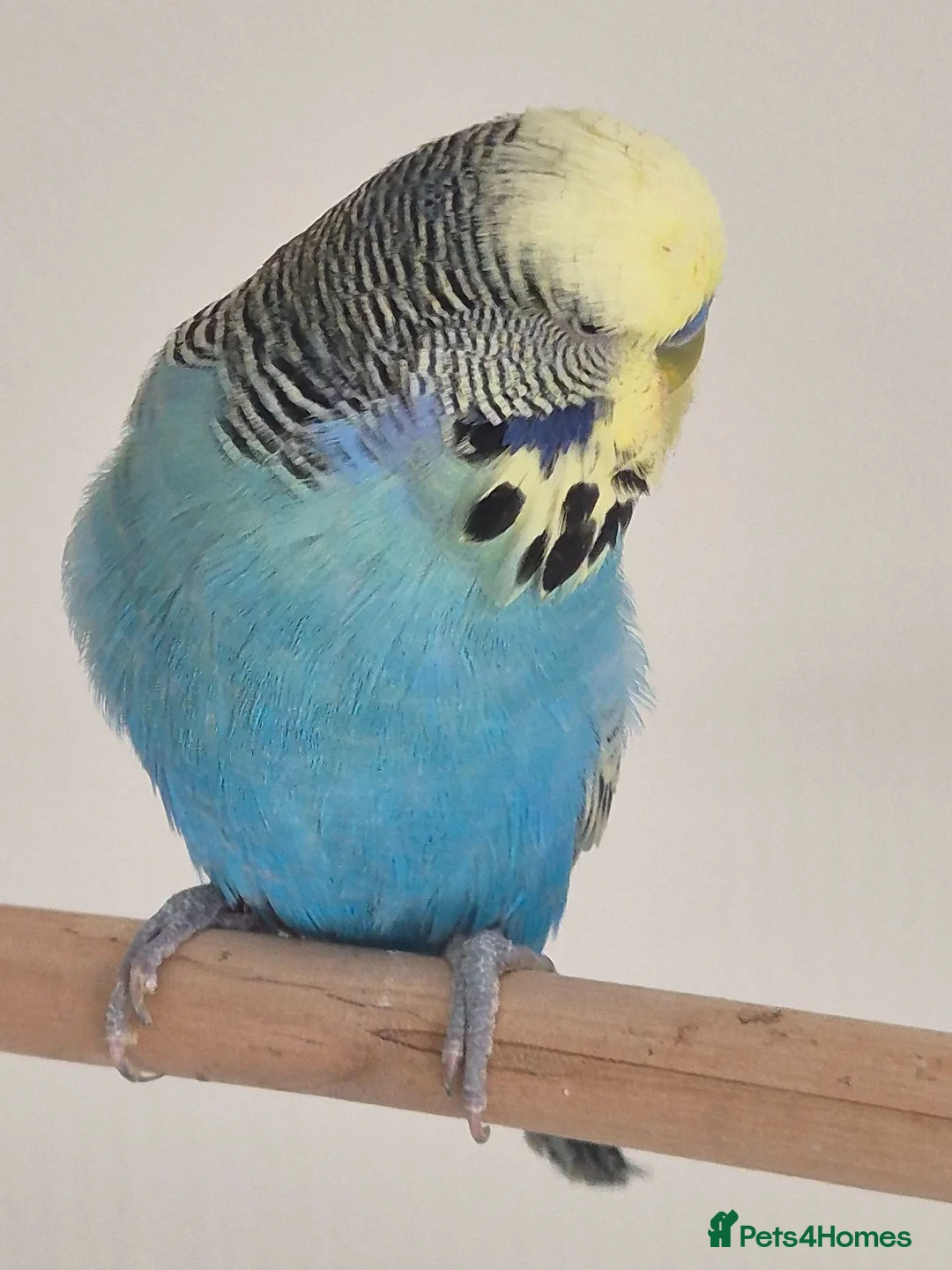 Budgerigars birds for sale: Male sky Blue yellow face tamed - Advert 4