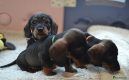 Miniature Dachshund dogs for sale: KC reg miniature wire haired dachshund puppies - Image 3