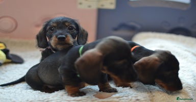 Miniature Dachshund dogs - Advert 13