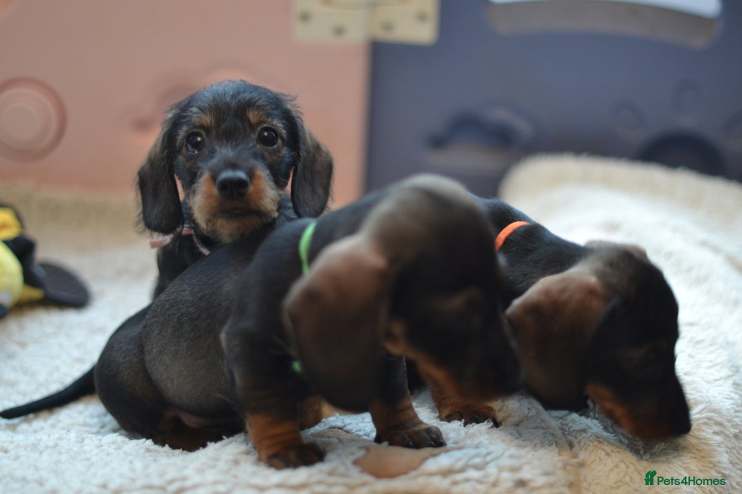 Miniature Dachshund dogs for sale: KC reg miniature wire haired dachshund puppies - Image 3
