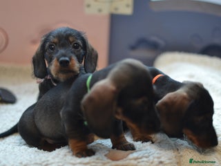 Miniature Dachshund dogs - Advert 9