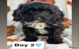 Cavapoo dogs for sale: DNA clear Cavapoo’s  - Image 7