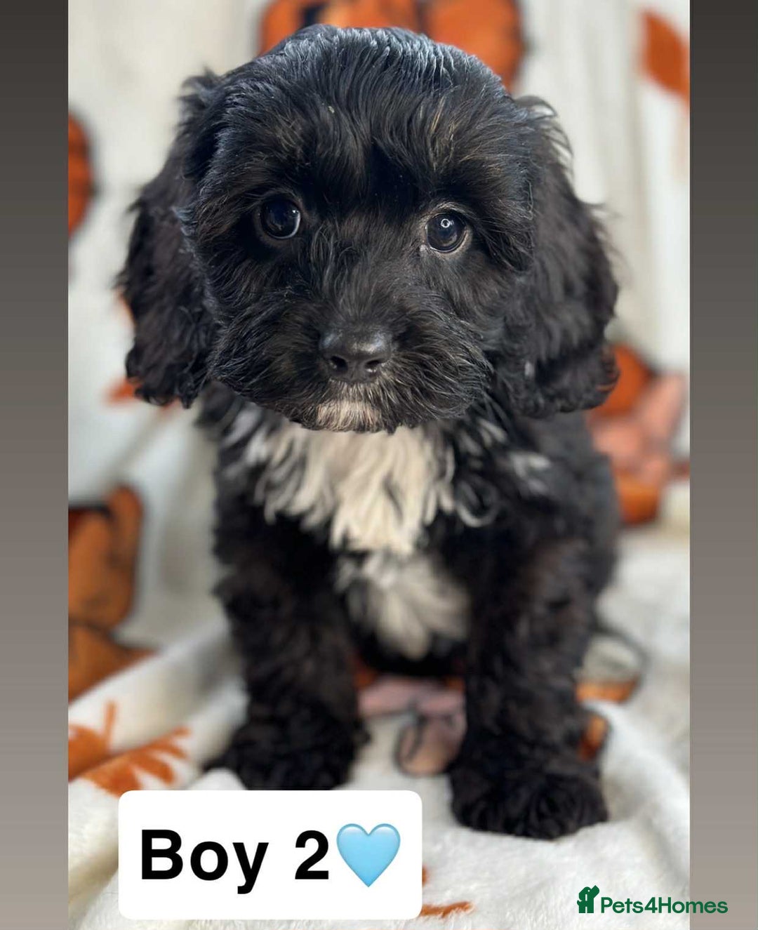 Cavapoo dogs for sale: DNA clear Cavapoo’s  - Image 7