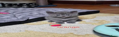 British Shorthair-Orange collar